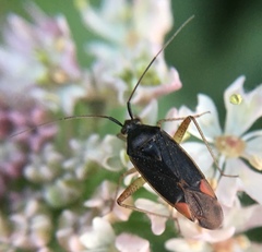 Closterotomus trivialis