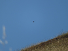 Falconiformes