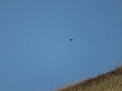 Falconiformes