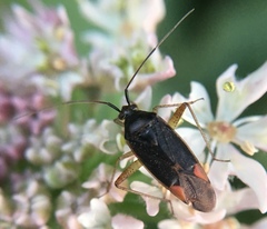 Closterotomus trivialis