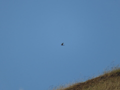Falconiformes