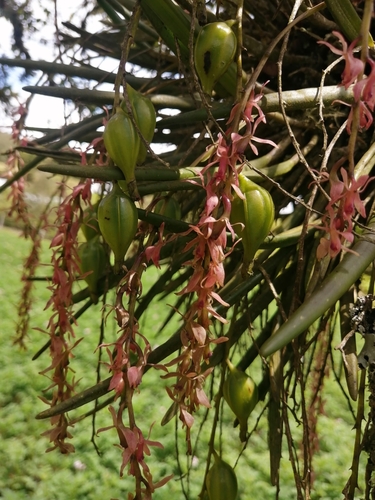 Epidendrum brassavolaeforme F.Lehm. & Kraenzl., 1899