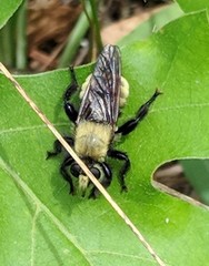 Laphria posticata