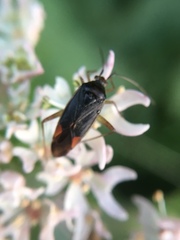 Closterotomus trivialis
