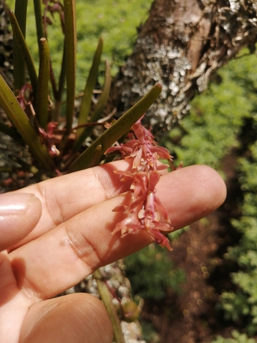 Epidendrum brassivoliforme F.Lehm. & Kraenzl. 2