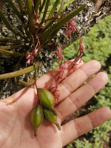 Epidendrum brassivoliforme F.Lehm. & Kraenzl. 3