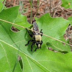Laphria posticata