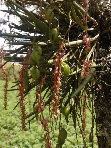 Epidendrum brassavolaeforme F.Lehm. & Kraenzl., 1899 4