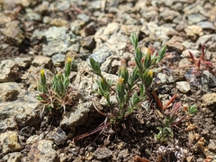 Rigiopappus leptocladus