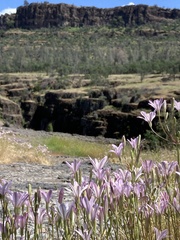 Brodiaea sierrae