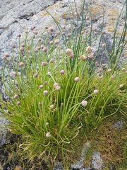 Allium geyeri