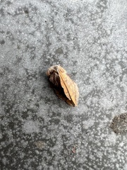 Phyllodesma americana