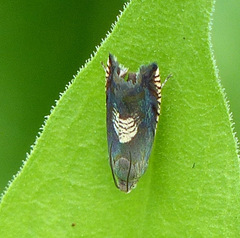 Grapholita tristrigana