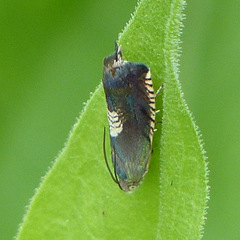 Grapholita tristrigana