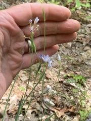 Sisyrinchium nashii