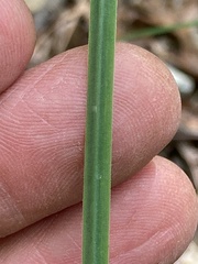 Sisyrinchium nashii
