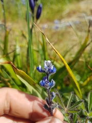 Lupinus polycarpus