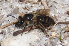 Colletes validus