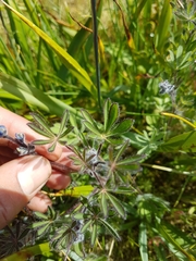 Lupinus polycarpus