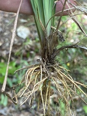 Sisyrinchium nashii