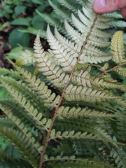 Dryopteris bissetiana