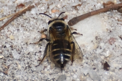 Colletes validus