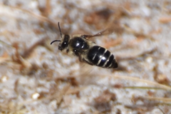 Colletes validus