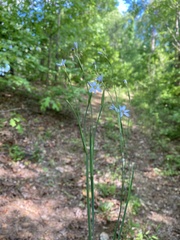 Sisyrinchium nashii