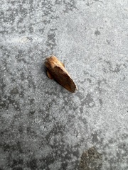 Phyllodesma americana