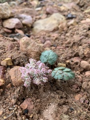 Cymopterus coulteri