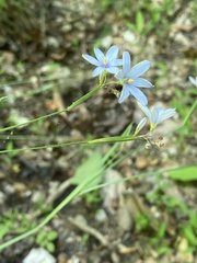 Sisyrinchium nashii