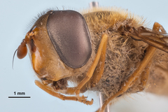 Epistrophe xanthostoma