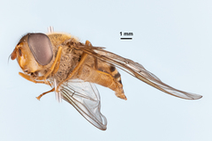 Epistrophe xanthostoma