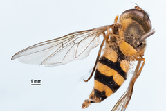 Epistrophe xanthostoma