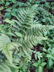 Dryopteris bissetiana