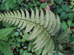 Dryopteris bissetiana