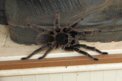 Acanthoscurria paulensis