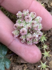 Cymopterus coulteri