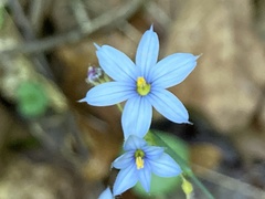 Sisyrinchium nashii