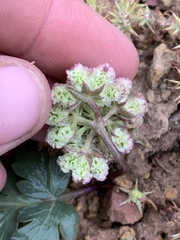 Cymopterus coulteri