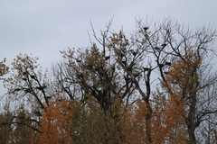 Ardea herodias fannini