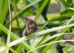 Ypthima pandocus corticaria