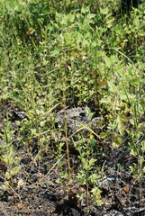 Amaranthus squamulatus
