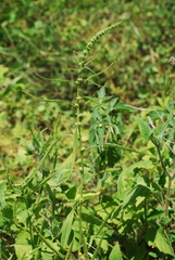 Amaranthus squamulatus