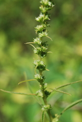 Amaranthus squamulatus