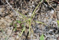 Amaranthus squamulatus