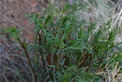 Astragalus filipes