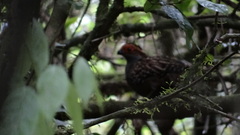 Odontophorus capueira