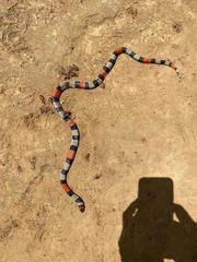 Micrurus isozonus isozonus