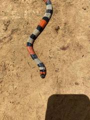 Micrurus isozonus isozonus